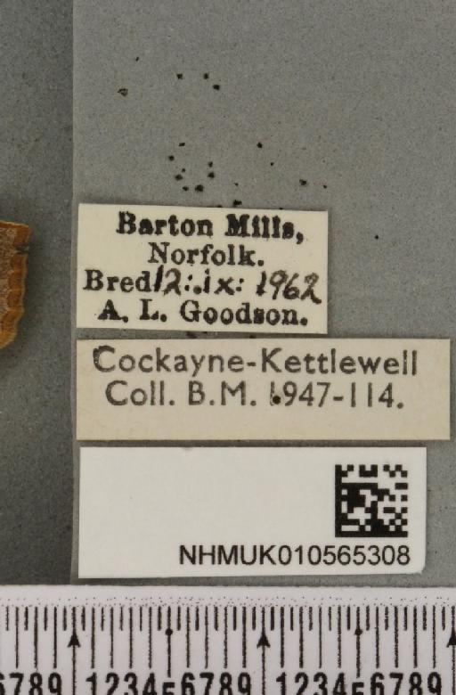 Cirrhia ocellaris (Borkhausen, 1792) - NHMUK_010565308_label_622891
