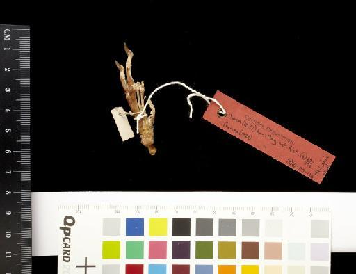 Pleopus nudicaudatus Owen, 1877 - 1878.1.12.1_Skeleton_Dorsal