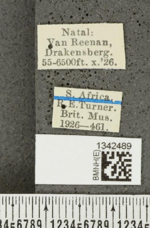 Crioceris (Crioceris) viridimicans Heinze, 1931 - BMNHE_1342489_label_12770