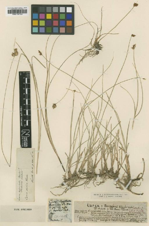 Carex divisa Huds. - BM001067004