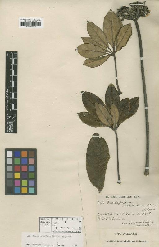 Sciadophyllum umbellatum N.E.Br. - BM001008648