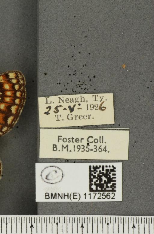 Euphydryas aurinia f. hibernica Birchall, 1873 - BMNHE_1172562_label_52775