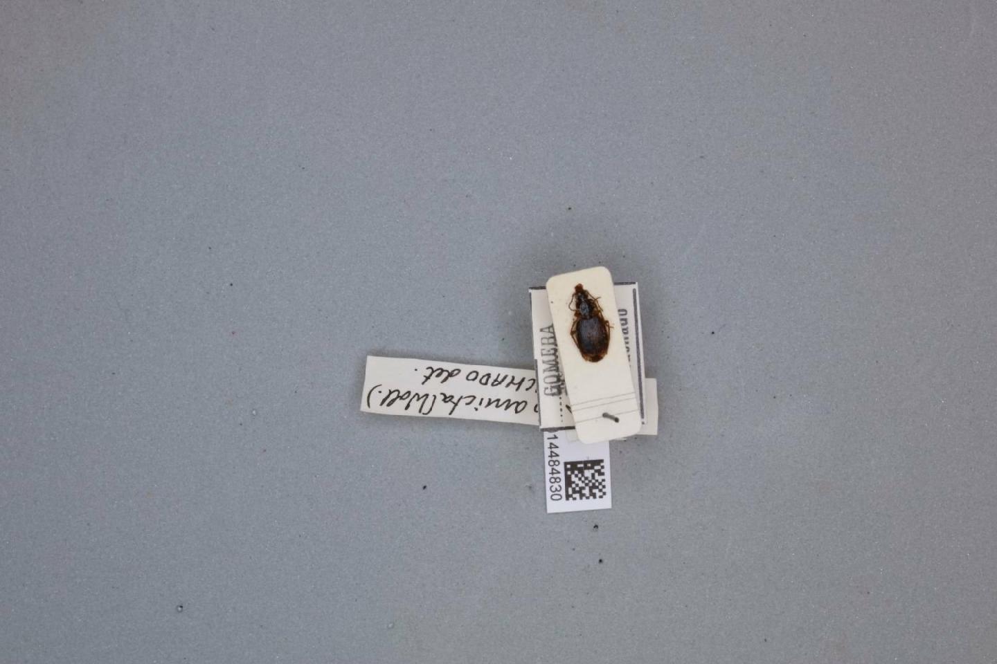 Cymindis amicta thumbnail