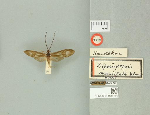 Dipseudopsis maculata Ulmer, 1907 - 014538774_175598_799869