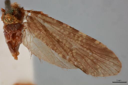 Polyplectropus lacusalbinae Kimmins, 1953 - 014538769_Right_wings.jpg