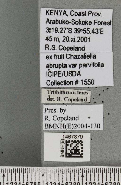 Trirhithrum teres Munro, 1938 - BMNHE_1467870_label_27720