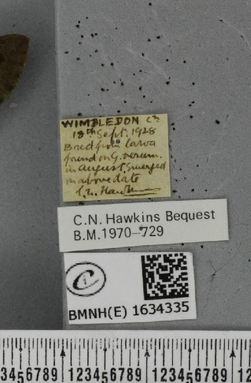 Macroglossum stellatarum (Linnaeus, 1758) - BMNHE_1634335_label_205916