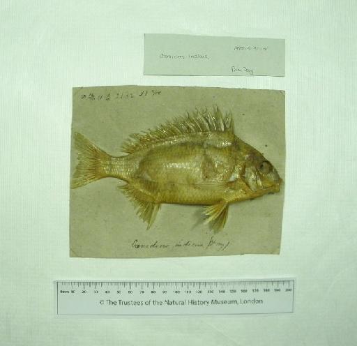 Crenidens indicus Day, 1873 - 1975.9.30.18, SYNTYPE, Crenidens indicus