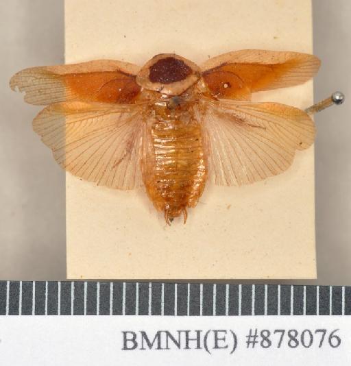 Panchlora costalis Walker, 1868 - Panchlora costalis Walker, F, 1868, unsexed, holotype, dorsal. Photographer: Heidi Hopkins. BMNH(E)#878076