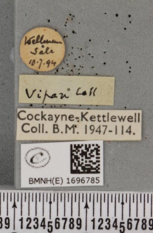 Nola aerugula ab. alfkeni Warnecke, 1938 - BMNHE_1696785_label_293108