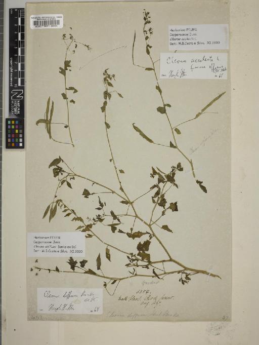 Cleome aculeata L. - BM000574041