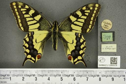 Papilio machaon britannicus Seitz, 1907 - BMNHE_1288109_126890