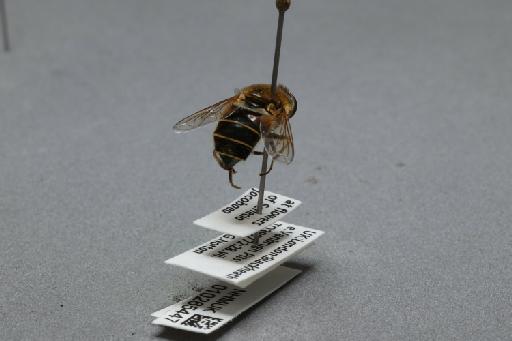 Eristalis (Eoseristalis) nemorum (Linnaeus, 1758) - 010265447_additional_1