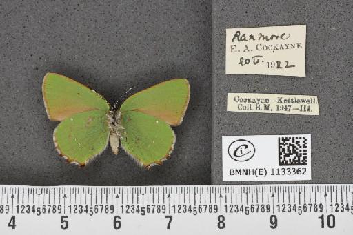 Callophrys rubi ab. incompleta Tutt, 1907 - BMNHE_1133362_97443