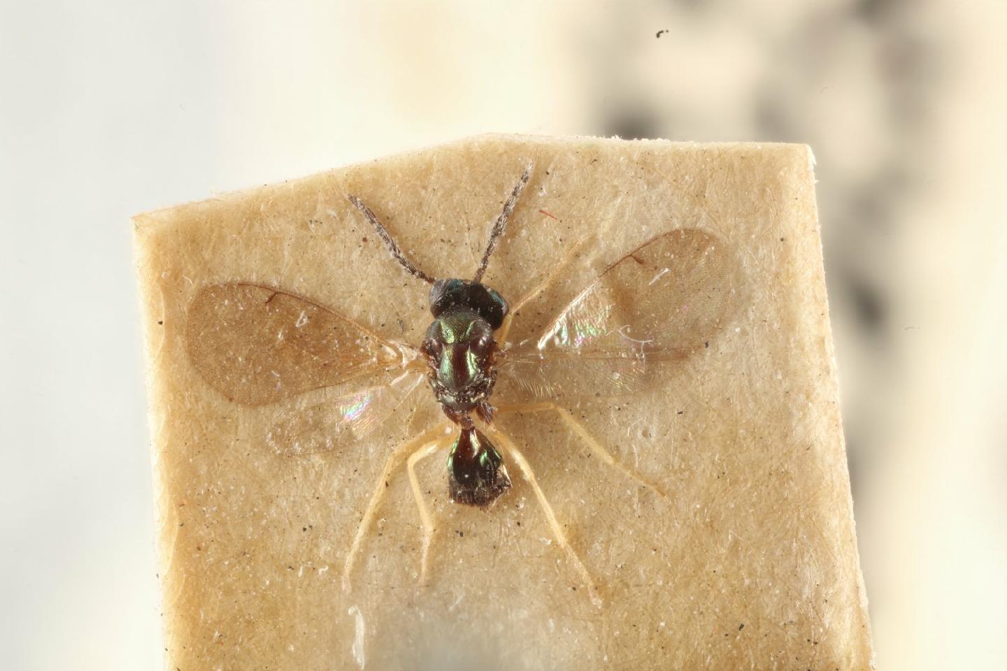 Chrysocharis entedonoides