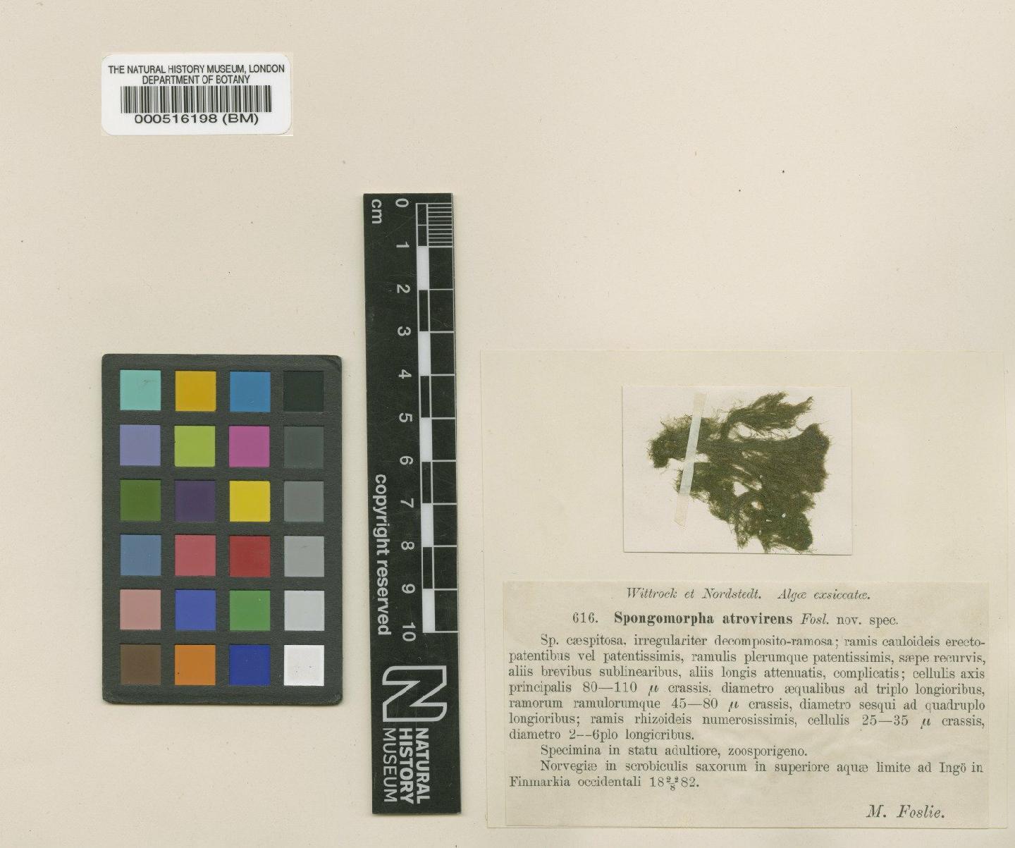 To NHMUK collection (Cladophora atrovirens Foslie; TYPE; NHMUK:ecatalogue:4831015)