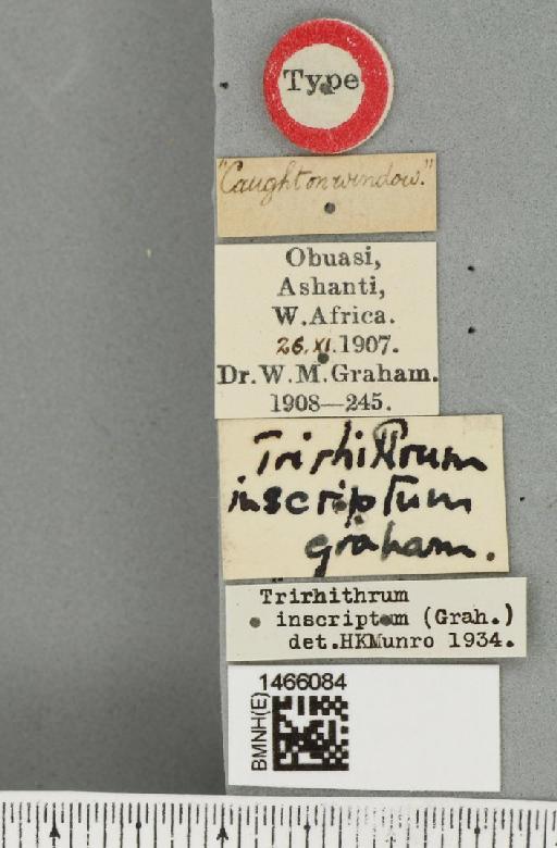 Trirhithrum inscriptum (Graham, 1910) - BMNHE_1466084_label_27307