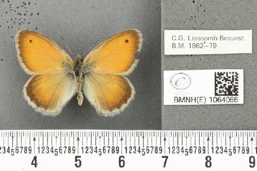 Coenonympha pamphilus ab. latiora Leeds, 1950 - BMNHE_1064066_25242