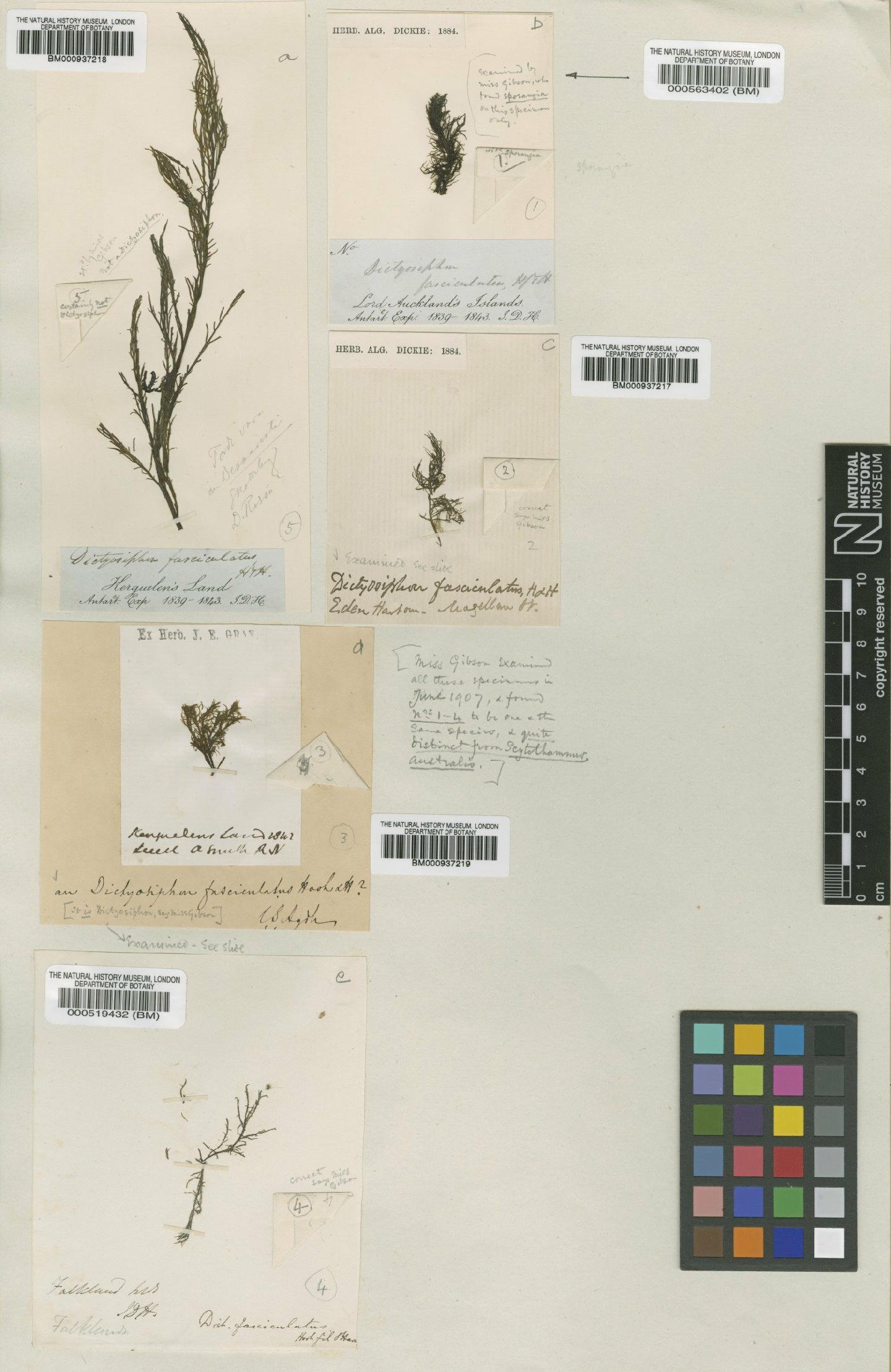 To NHMUK collection (Scytothamnus fasciculatus (Hook.f. & Harv.) Cotton; Type; NHMUK:ecatalogue:473228)