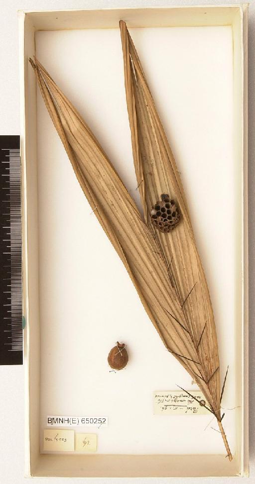 Polistes Latreille, 1802 - Hymenoptera Nest BMNH(E) 650252