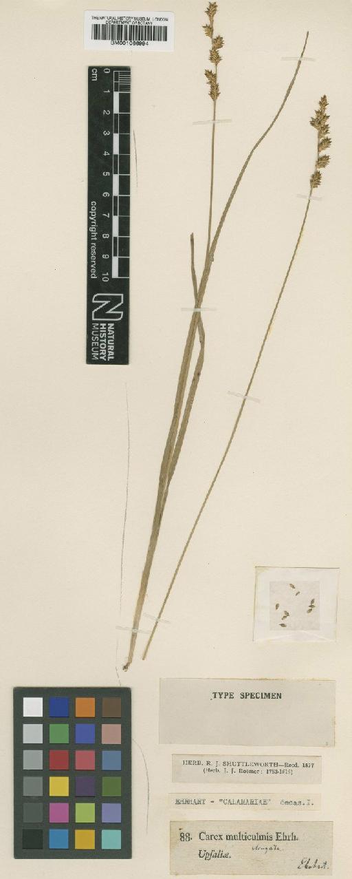 Carex elongata L. - BM001066994
