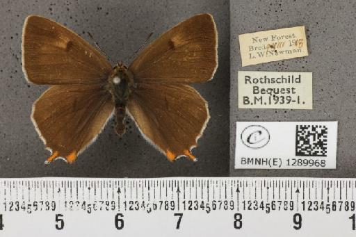 Thecla betulae (Linnaeus, 1758) - BMNHE_1289968_126379