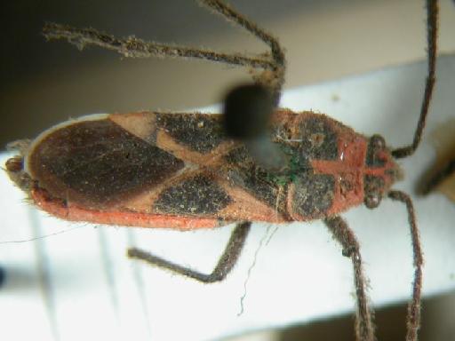 Tropidothorax fimbriatus Dallas - Hemiptera: Tropidothorax Fim