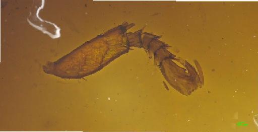 Rutelinae MacLeay, W. S., 1819 - 010189523___5