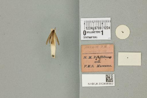 Diplectrona elongata (Banks, 1931) - 012498992_reverse