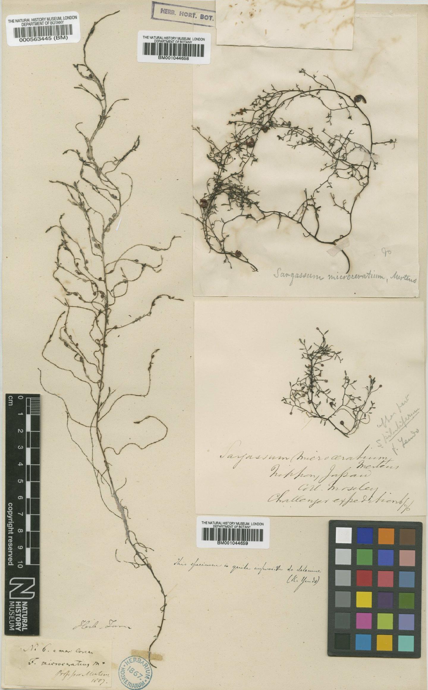 To NHMUK collection (Sargassum microceratium (Mert. ex Turner) C.Agardh; Type; NHMUK:ecatalogue:4723194)