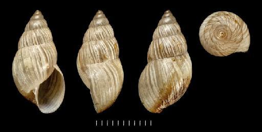 Helix turritella A.D.Orb., 1835 - 1854.12.4.166, SYNTYPES, Helix turritella A.D.Orb., 1835