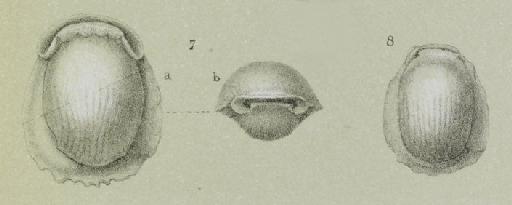 Biloculina ringens var. striolata Brady, 1884 - ZF1163_3_8_Pyrgo_denticulata_var_striolata.jpg