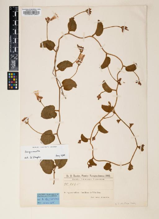 Jacquemontia velutina (Vahl) Choisy - 000089548
