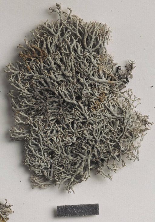 Cladonia mitis f. pulvinata Räsänen - BM001096991_a