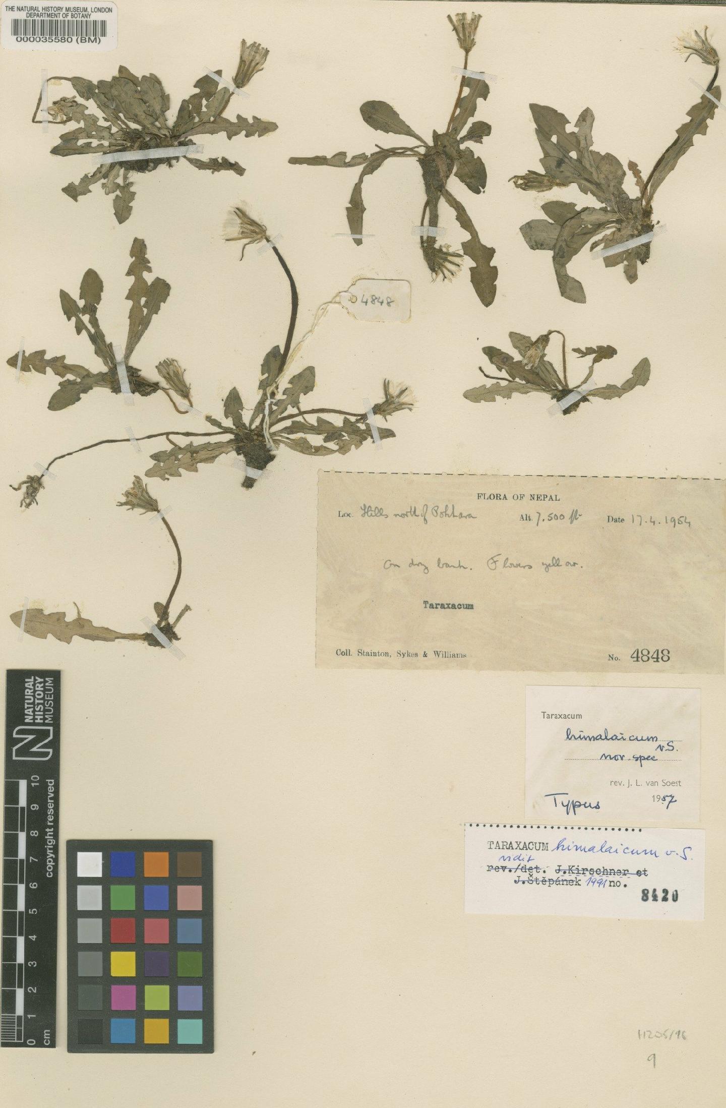 To NHMUK collection (Taraxacum himalaicum Soest; Type; NHMUK:ecatalogue:481677)