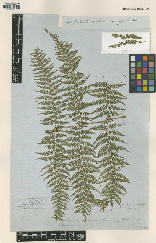 Macrothelypteris polypodioides (Hook.) Holttum - BM001044766