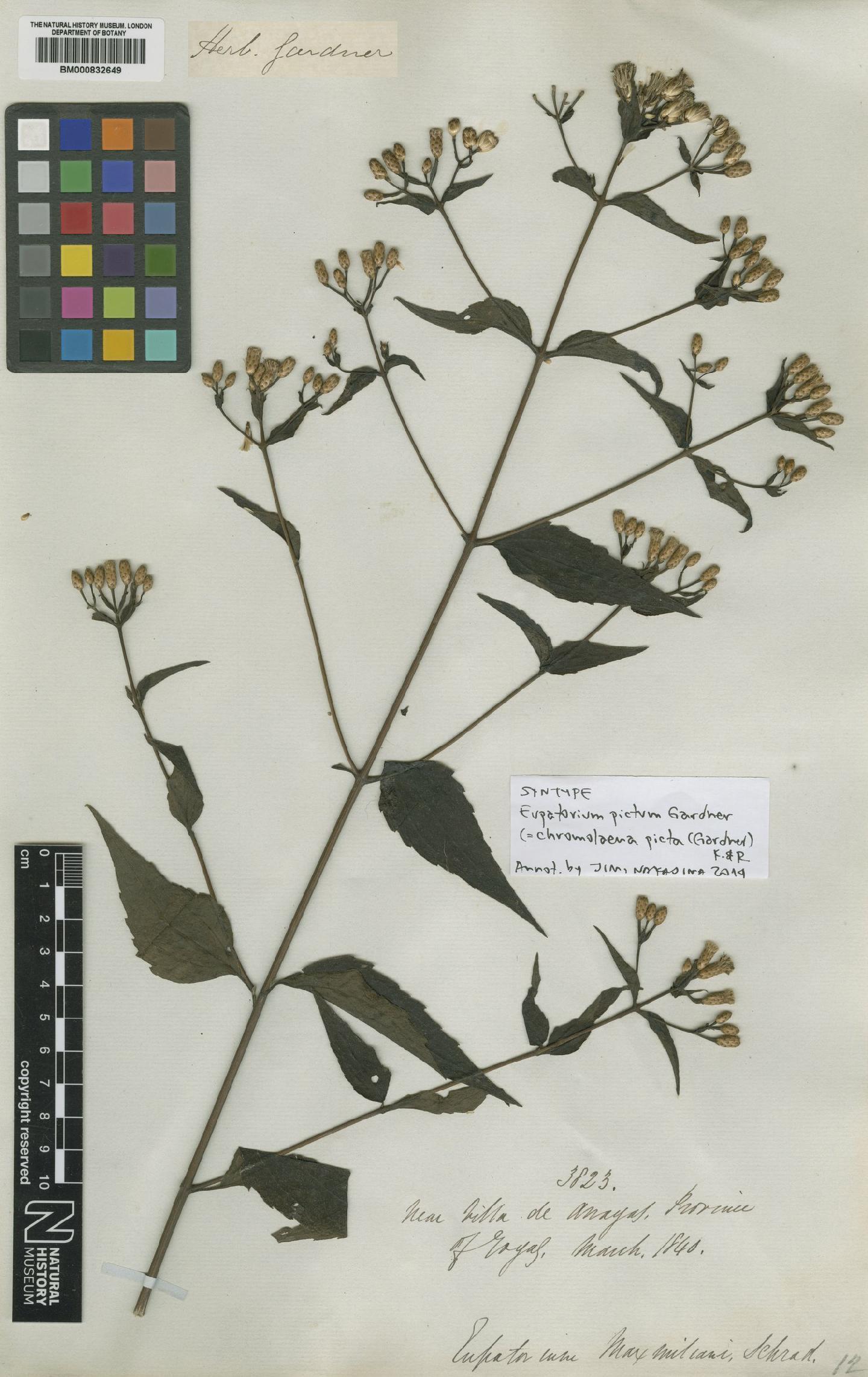 To NHMUK collection (Chromolaena picta (Gardner) R.M.King & H.Rob.; Syntype; NHMUK:ecatalogue:4237600)