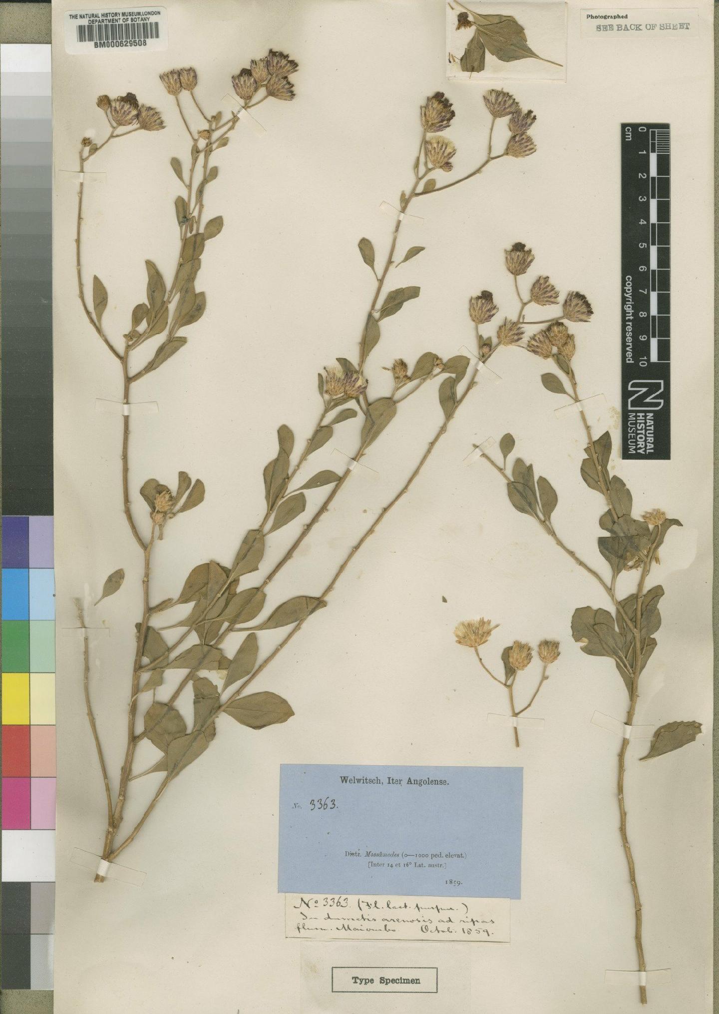 To NHMUK collection (Vernonia welwitschii O.Hoffm.; Type; NHMUK:ecatalogue:4528493)