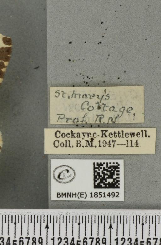 Abraxas grossulariata ab. cuneata Raynor, 1909 - BMNHE_1851492_a_label_414875
