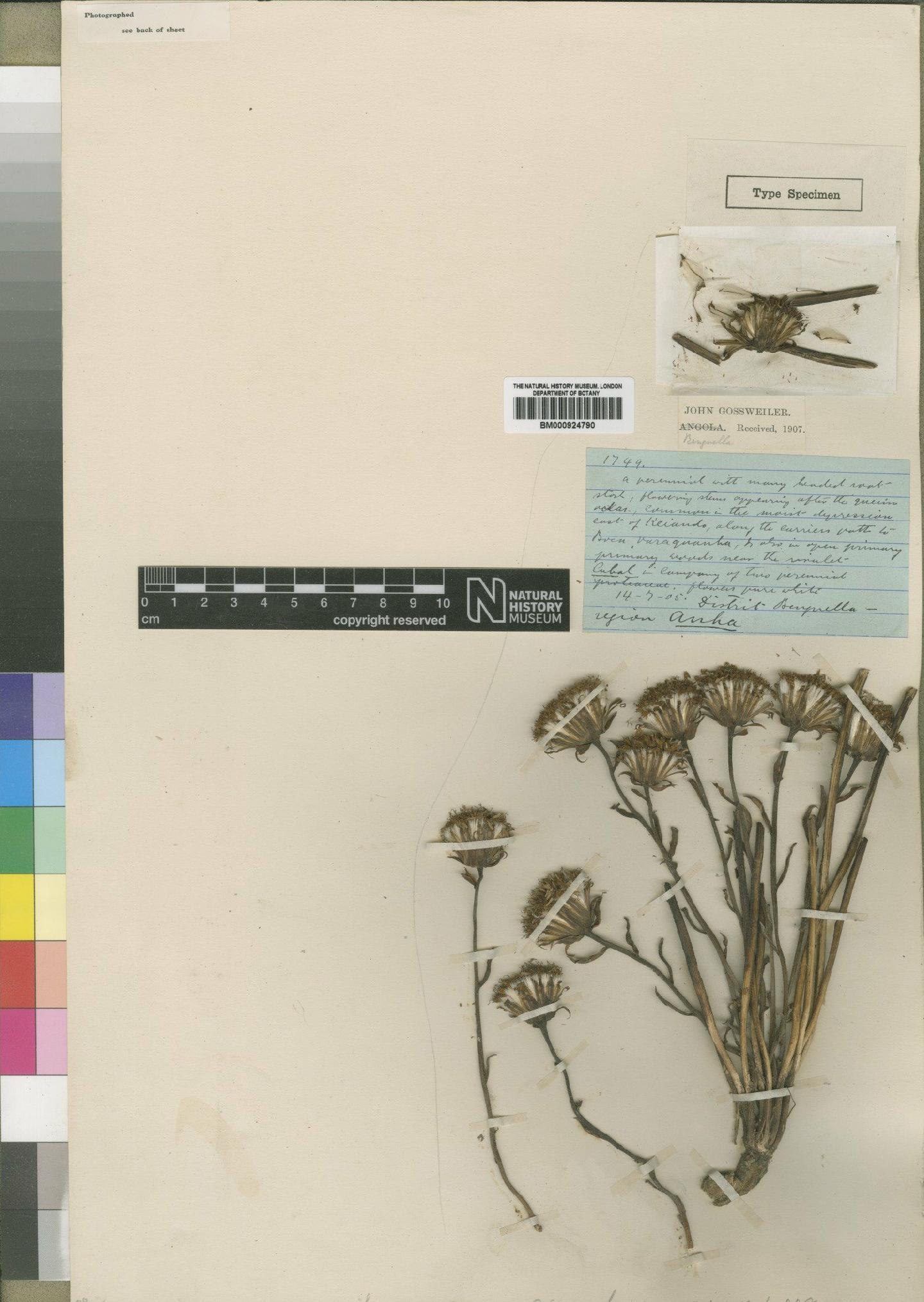 To NHMUK collection (Senecio pachyrhizus O.Hoffm.; Type; NHMUK:ecatalogue:4553509)