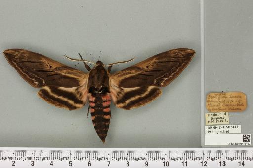 Sphinx ligustri ab. brunnea Tutt, 1904 - NHMUK_010476190_533913