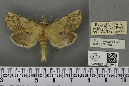 Pterostoma palpina palpina (Clerck, 1759) - BMNHE_1540947_246567