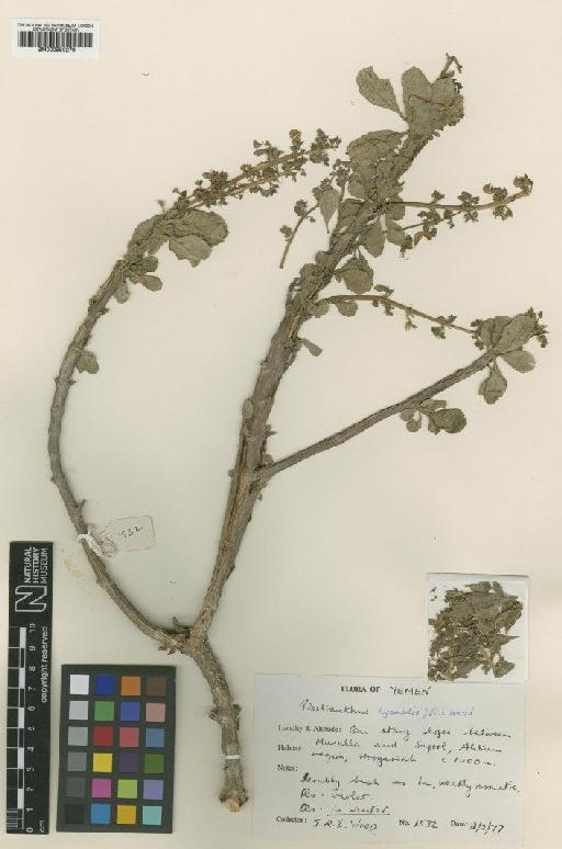 Plectranthus hyemalis J.R.I.Wood - BM000950279