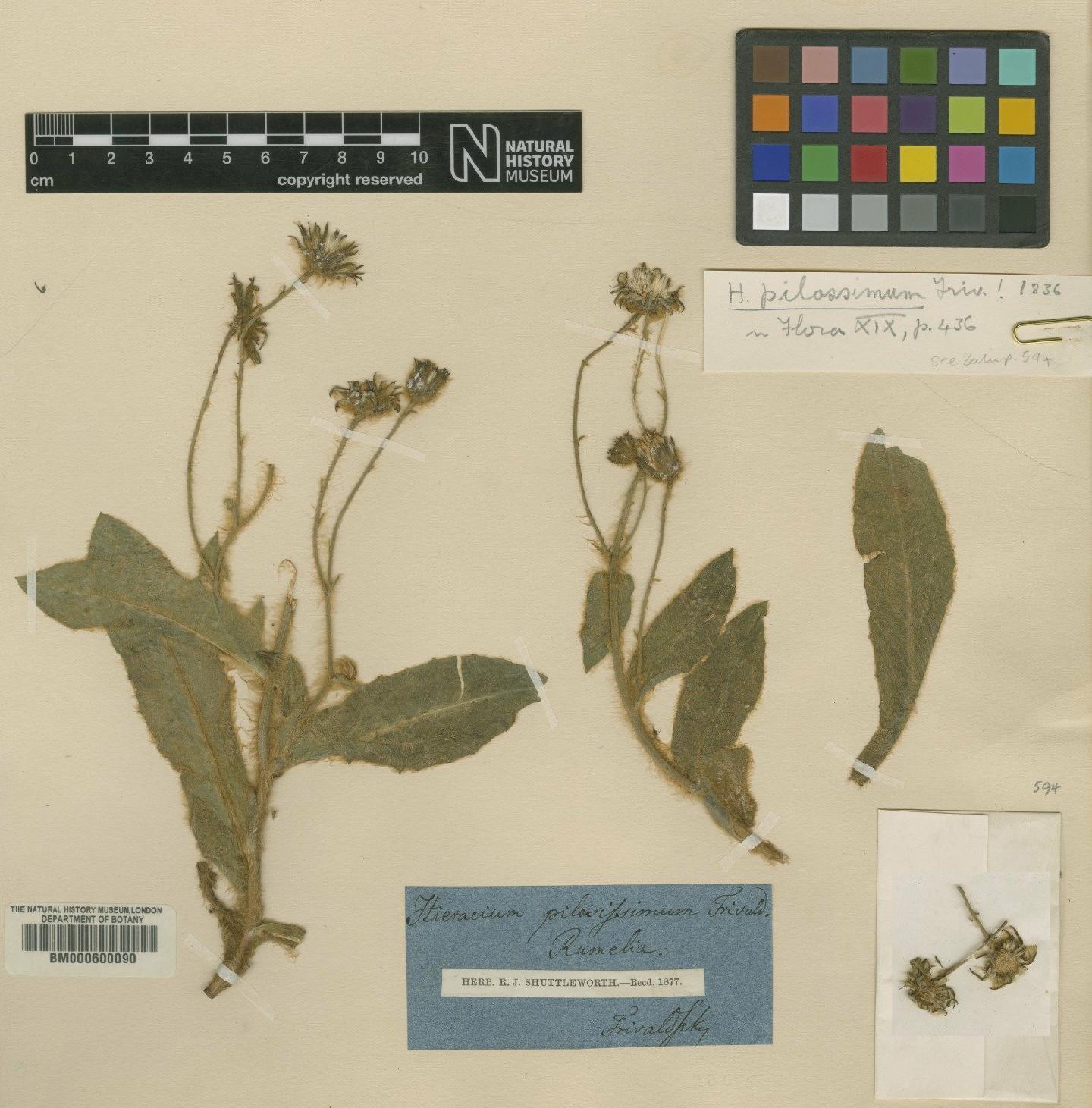 To NHMUK collection (Hieracium chalcidicum subsp. divaricatum (Fr.) Greuter; NON-TYPE; NHMUK:ecatalogue:4683750)