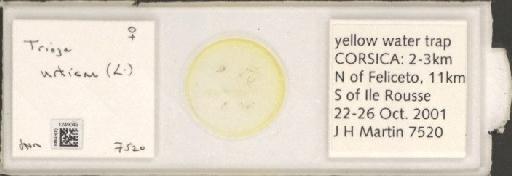 Trioza urticae Linnaeus, 1758 - BMNHE_1249049_3554