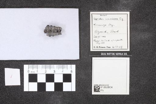 Gyrodus coccoderma Egerton, 1869 - 010028904_L010041325
