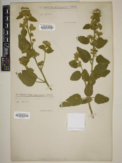 Sida cordifolia L. - BM000545671