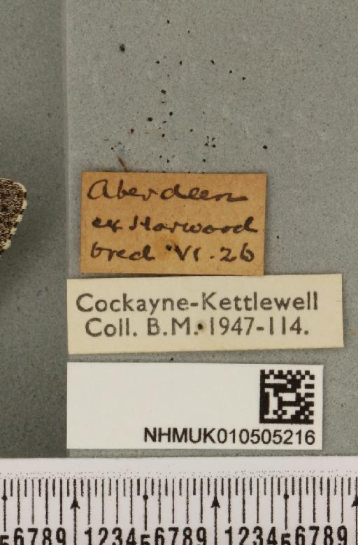 Acronicta cinerea ab. fasciata Hannemann, 1916 - NHMUK_010505216_label_562913