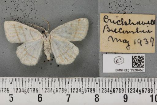 Cabera pusaria (Linnaeus, 1758) - BMNHE_1928462_494417