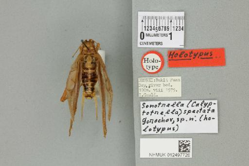 Sonotrella (Calyptotrella) spectata Gorochov, 2002 - 012497726_72025_85466